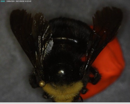 iNaturalist observation photo of Yellow-faced Bumble Bee
