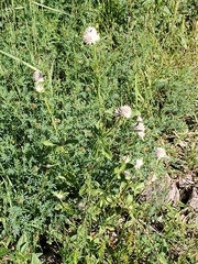 Gomphrena nitida