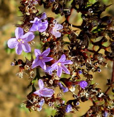 Limonium scabrum scabrum