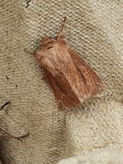 Denticucullus pygmina