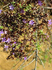 Limonium scabrum scabrum