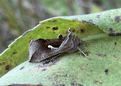 Anagrapha