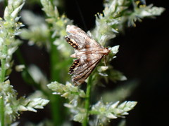 Petrophila fulicalis