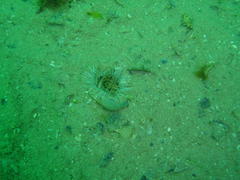 Anthopleura michaelseni