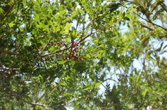 Pistacia mexicana