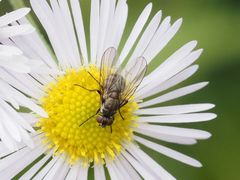 Limnophora maculosa