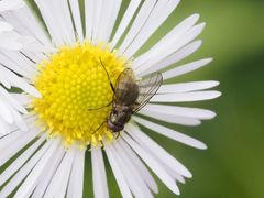 Limnophora maculosa