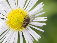 Limnophora maculosa