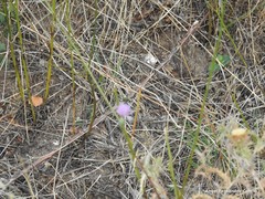 Mantisalca salmantica