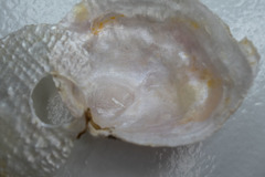 Heteranomia squamula