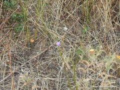 Mantisalca salmantica