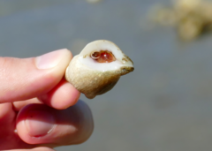 Nucella lapillus
