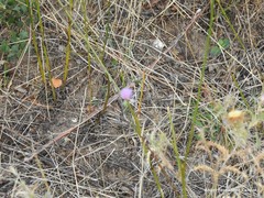 Mantisalca salmantica