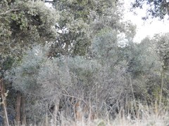 Phillyrea angustifolia