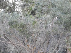 Phillyrea angustifolia