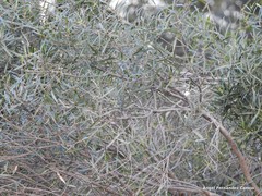 Phillyrea angustifolia