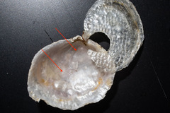 Heteranomia squamula