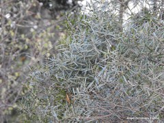 Phillyrea angustifolia