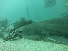 Notorynchus cepedianus