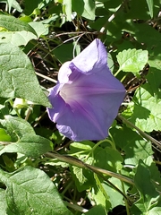Ipomoea pubescens