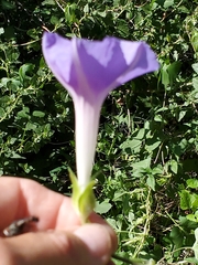 Ipomoea pubescens