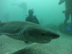 Notorynchus cepedianus