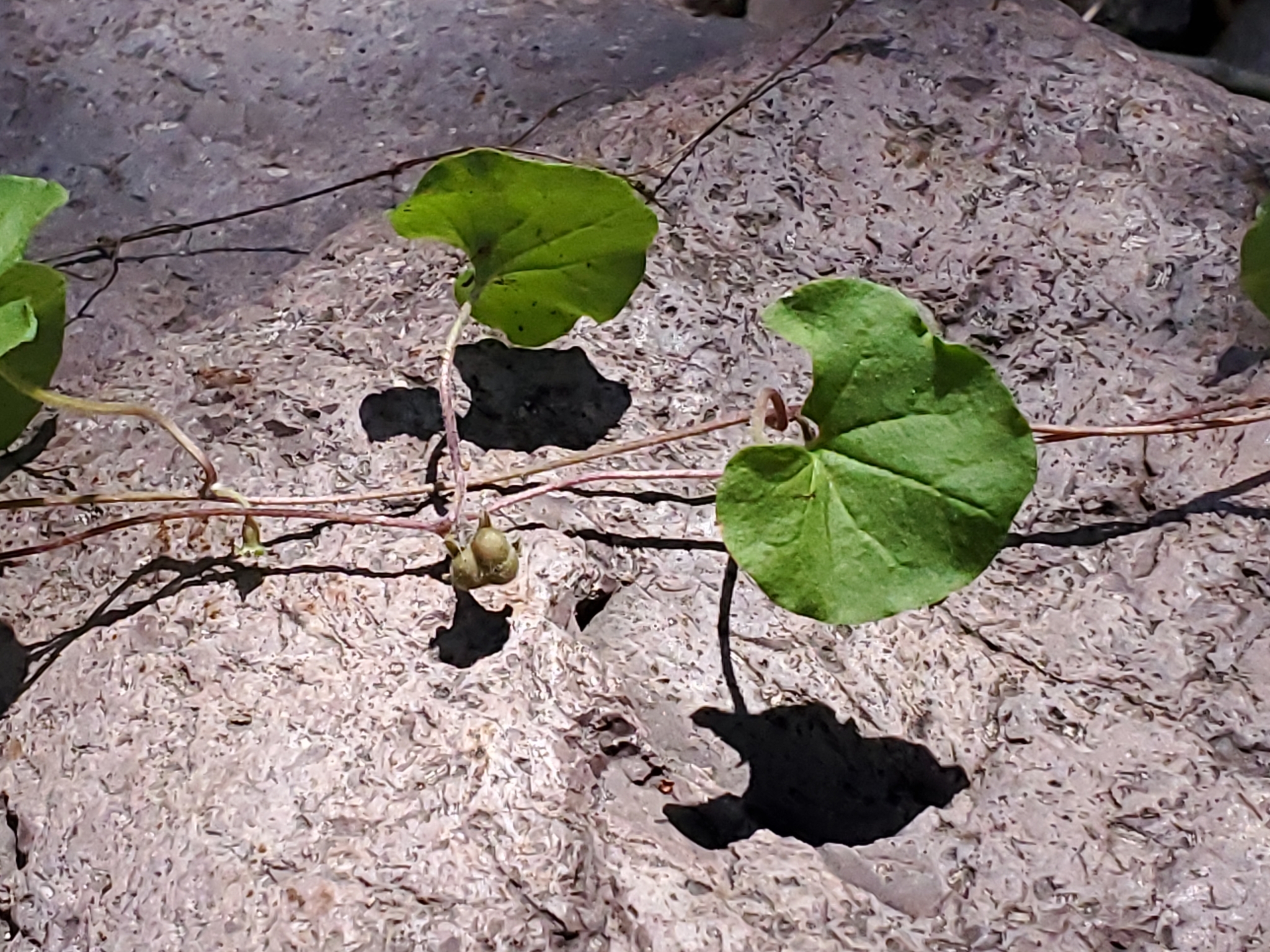 New Mexico Ponysfoot (Dichondra brachypoda)