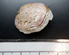 Heteranomia squamula