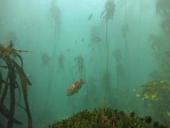 Chrysoblephus laticeps