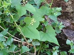 Echinopepon wrightii