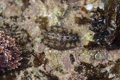 Acanthochitona garnoti