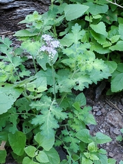 Phacelia rupestris