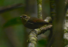 Pachycephala caledonica
