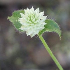 Gomphrena nitida