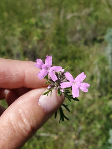Image of Glandularia pubera by no rights reserved
