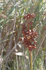 Juncus acutus