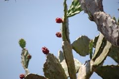Opuntia dejecta