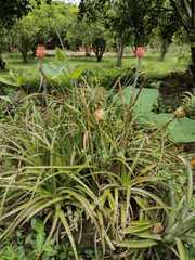Ananas comosus bracteatus