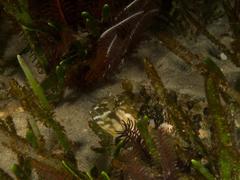 Clinus superciliosus