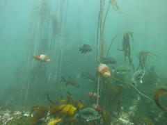 Chrysoblephus laticeps