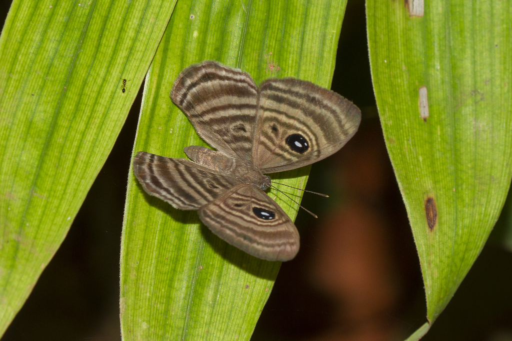 Mesosemia cippus