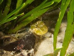 Clinus superciliosus