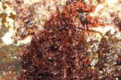 Gelidium pristoides