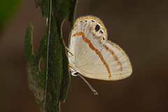 Euselasia cafusa