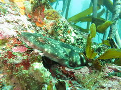 Haploblepharus pictus