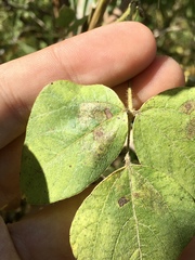 Macrosaccus morrisella