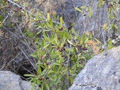 Rhamnus oleoides