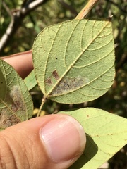 Macrosaccus morrisella