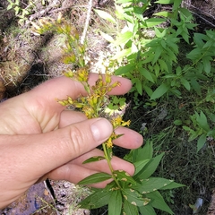 Solidago latissimifolia
