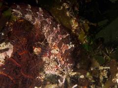 Blennioclinus brachycephalus